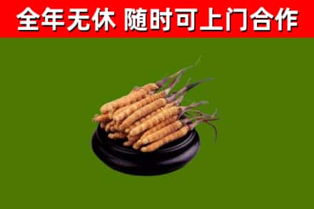 高昌区回收冬虫夏草